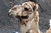 Kamele In Duerren Lanzarote