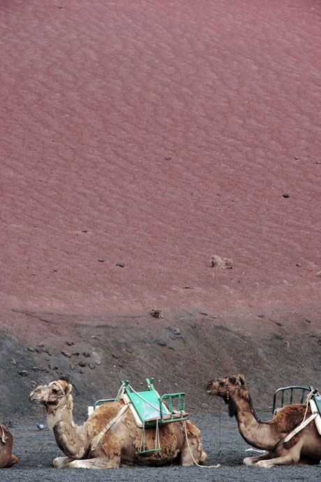 Chameaux à Lanzarote photo