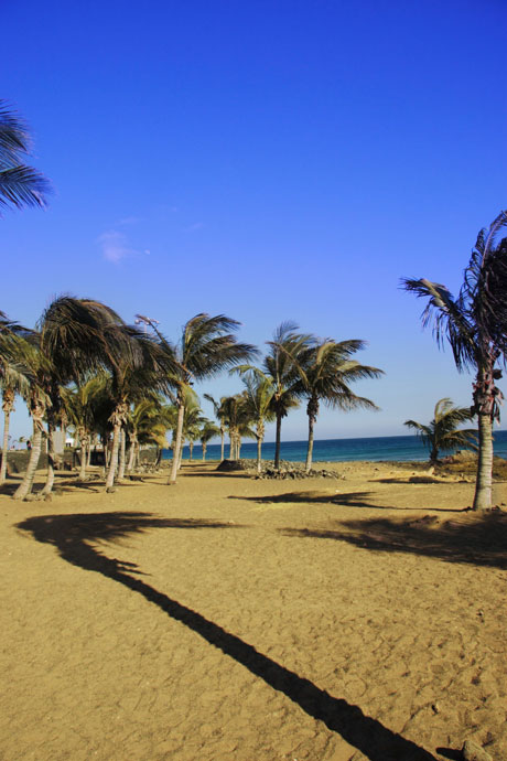 Palmiers sur une plage de Lanzarote photo
